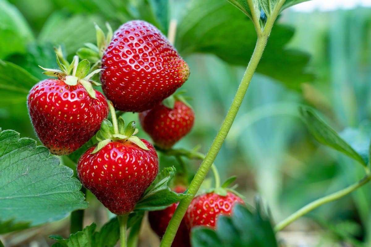 Fresh strawberries on a bush