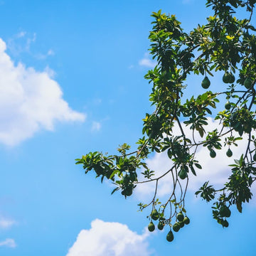 Haas avocado tree set against a blue sky