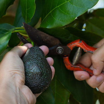 Avocado's being pick by hand