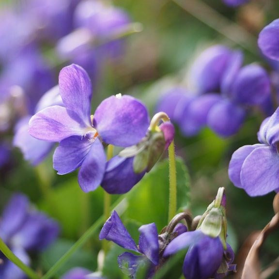 Ingredient Focus: Violets – Angela Flanders Perfumery