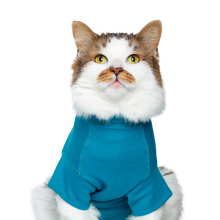 48++ Male cat recovery suit Funny Cats