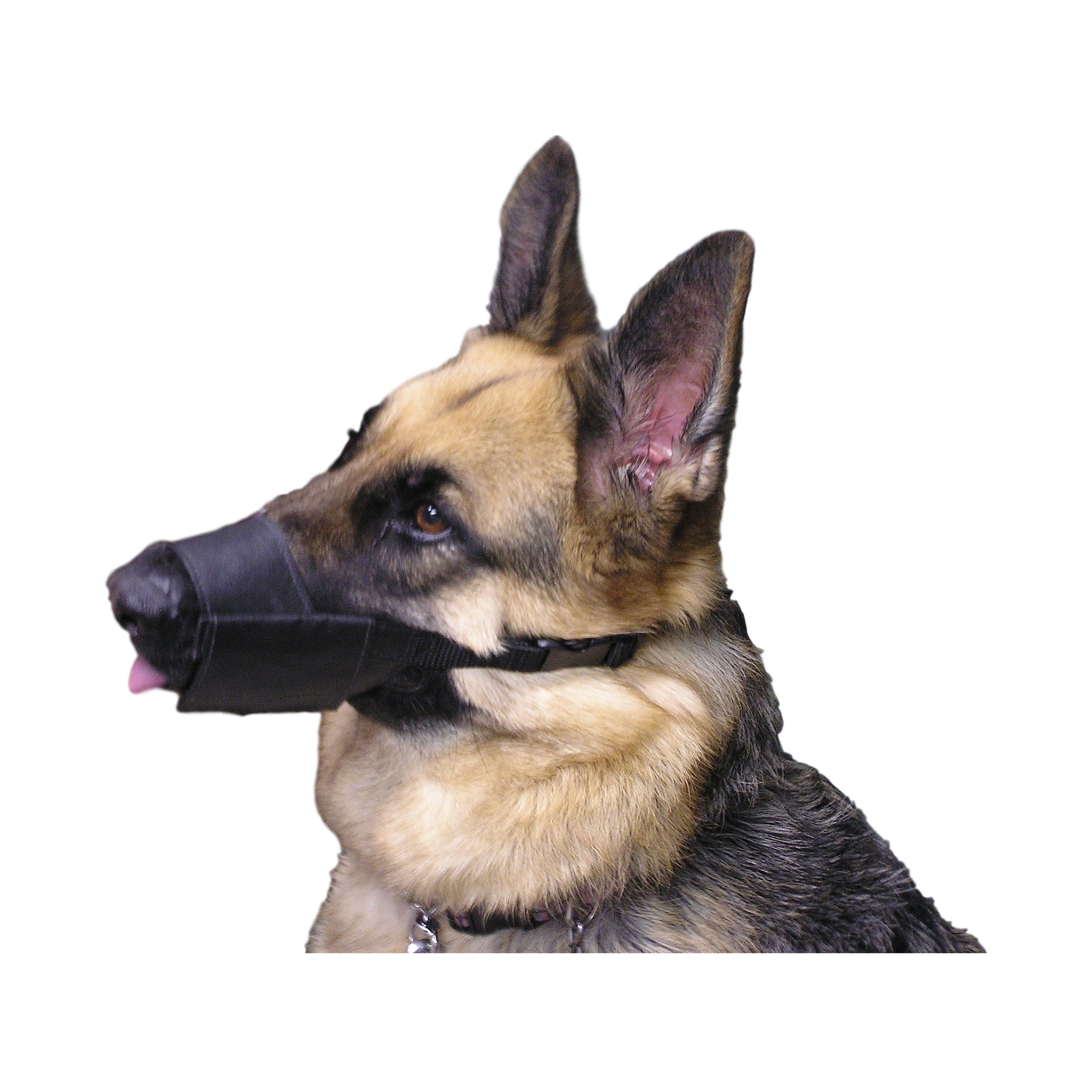 dog muzzle with teeth