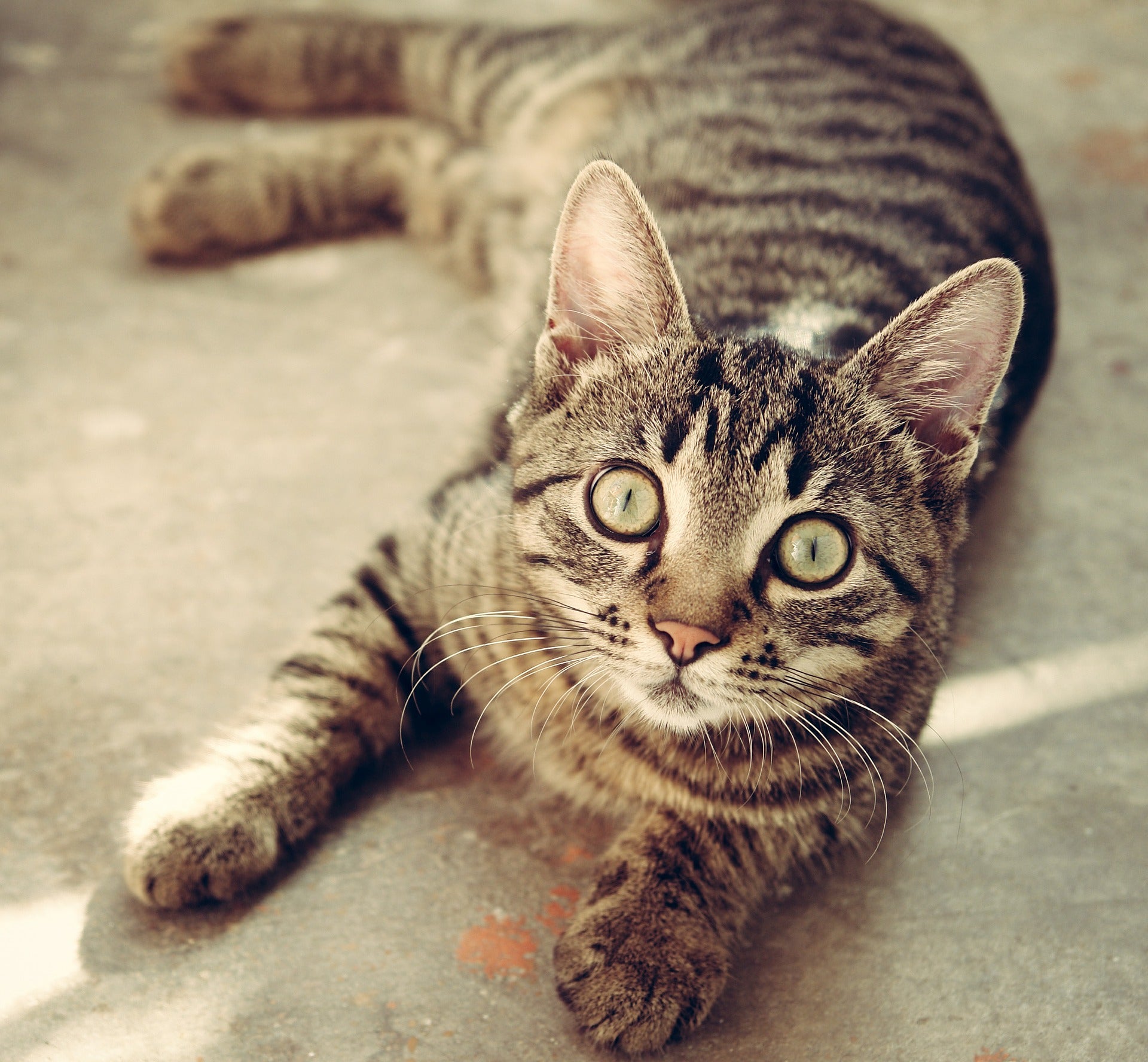 Help Your Stressed-Out Cat to Relax