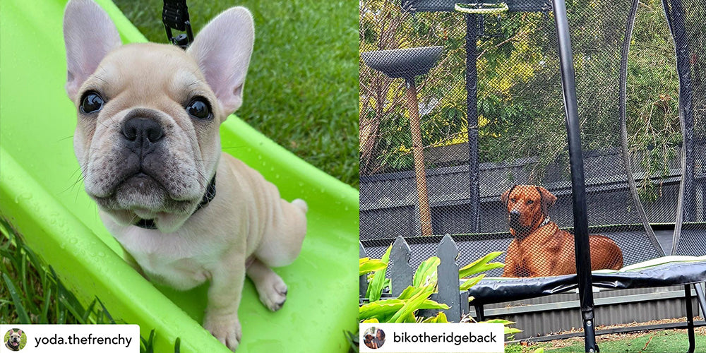 Dogs on Jumpflex Trampoline