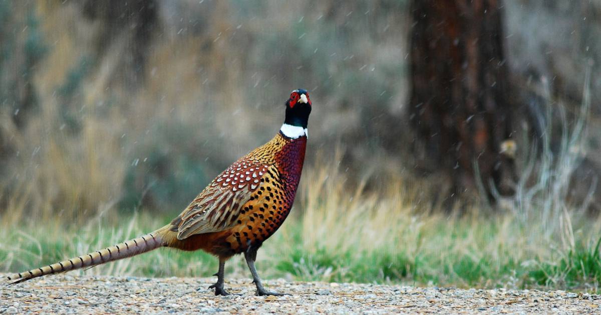 pheasant hunting dog breeds