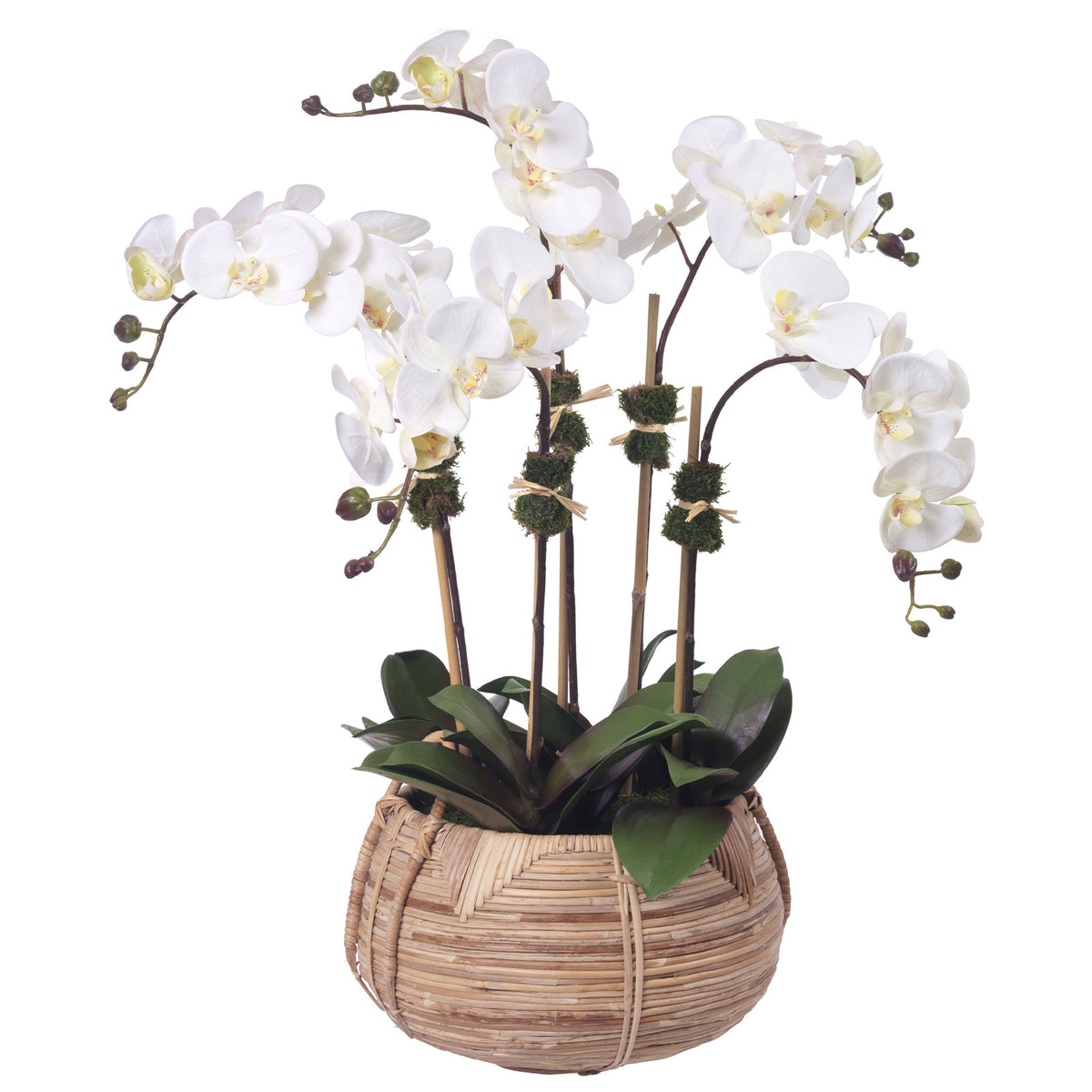 Phalaenopsis Orchid in Cane Basket