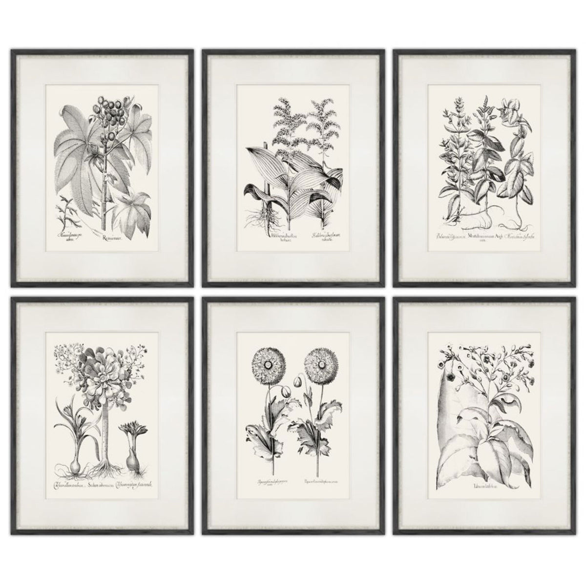 Besler Prints, Set of 6