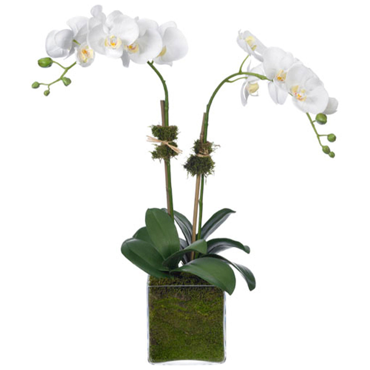 Phalaenopsis Orchid in Glass Cube, White