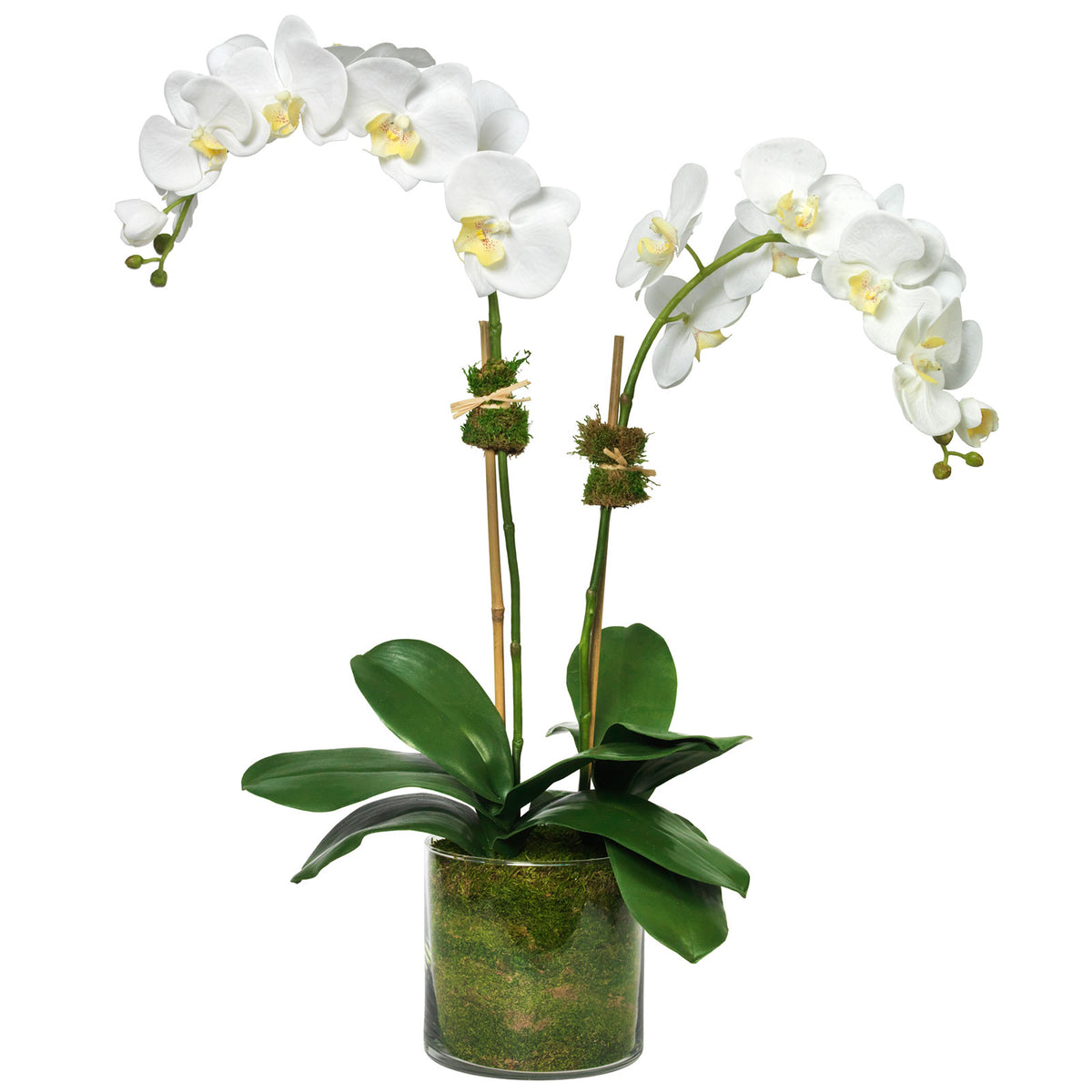 Phalaenopsis Orchid in Glass Cylinder