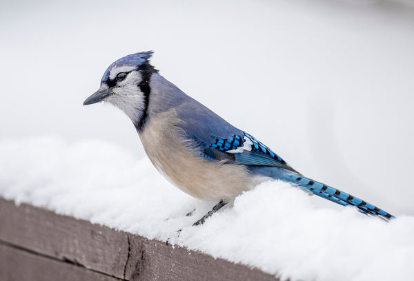 Blue Jay