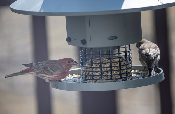 House Finches