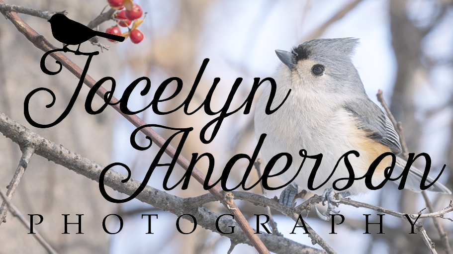 Jocelyn Anderson Photography