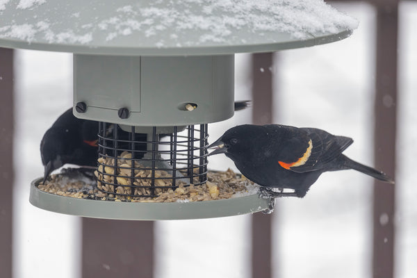 Red-winged Blackbirds