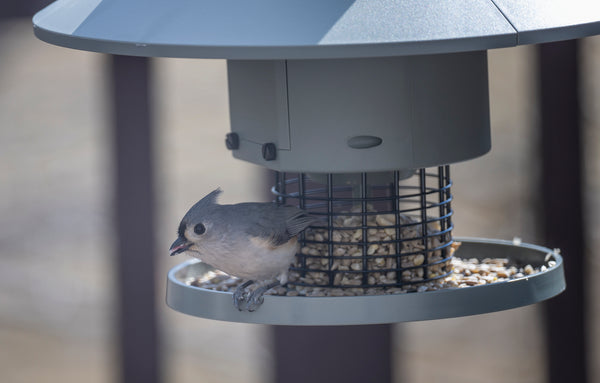 Tufted Titmouse