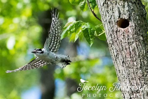 downy woodpecker flying