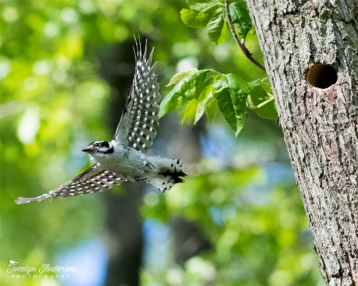 downy woodpecker flying