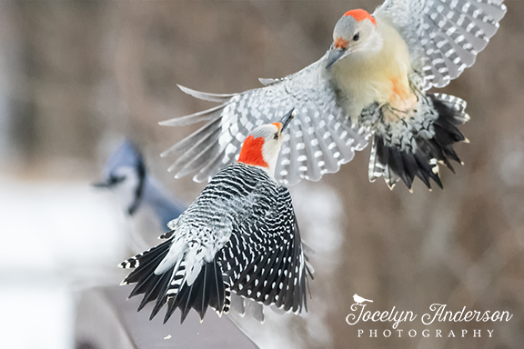 Nedrustning Uforglemmelig embargo Red-bellied Woodpeckers in Flight – Jocelyn Anderson Photography