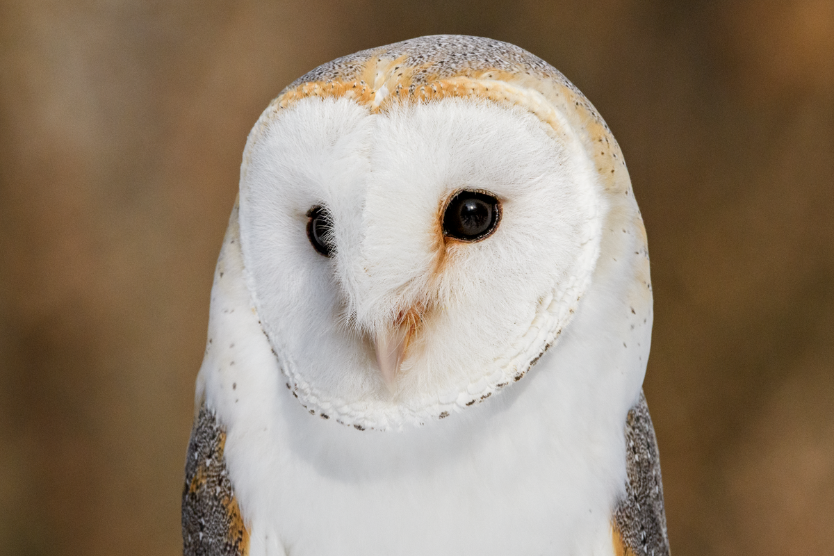 Barn Owl – Jocelyn Anderson Photography