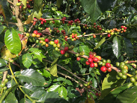 How Coffee is Made - Cambio Roasters