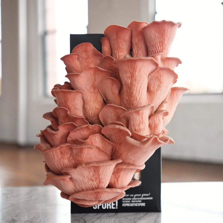 pink oyster mushroom recipe vegan