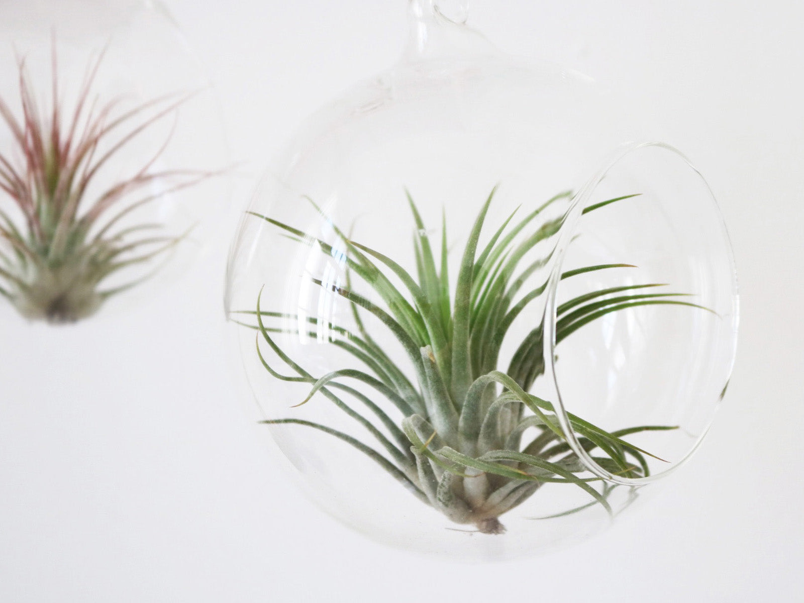 Glass bowl small – The Plant Corner