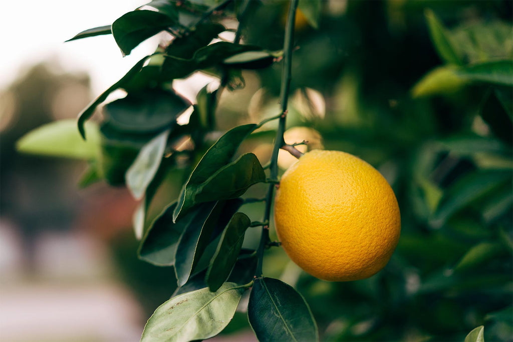 6 Citric Acid Uses That You Didn't Know Before