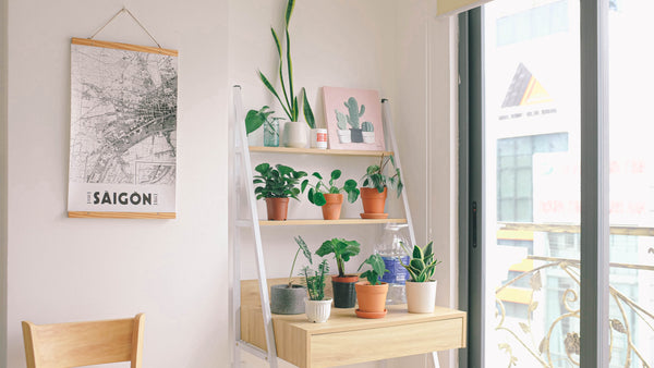 Indoor plants displayed neatly