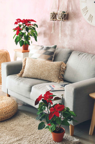 Living Room with Two Potted Red Flowers