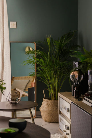 Living room, green walls, plant, sofa, cushions