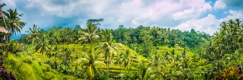 Bali/Indonesia/Rice paddy/Palm trees/