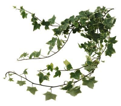 IVY TRAILING – Outside Wholesale Flowers