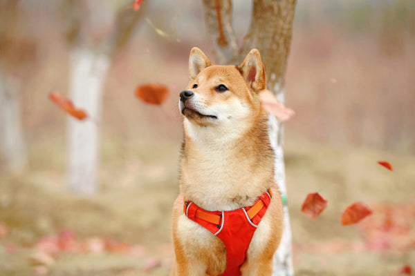 Shiba inu looking at leaves calmly in forest
