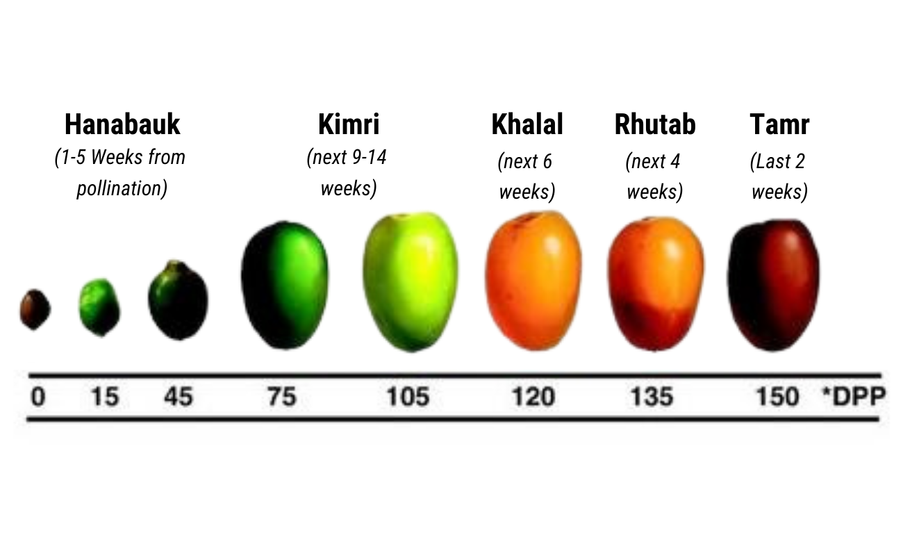 Growth stages of the Rhutab date.