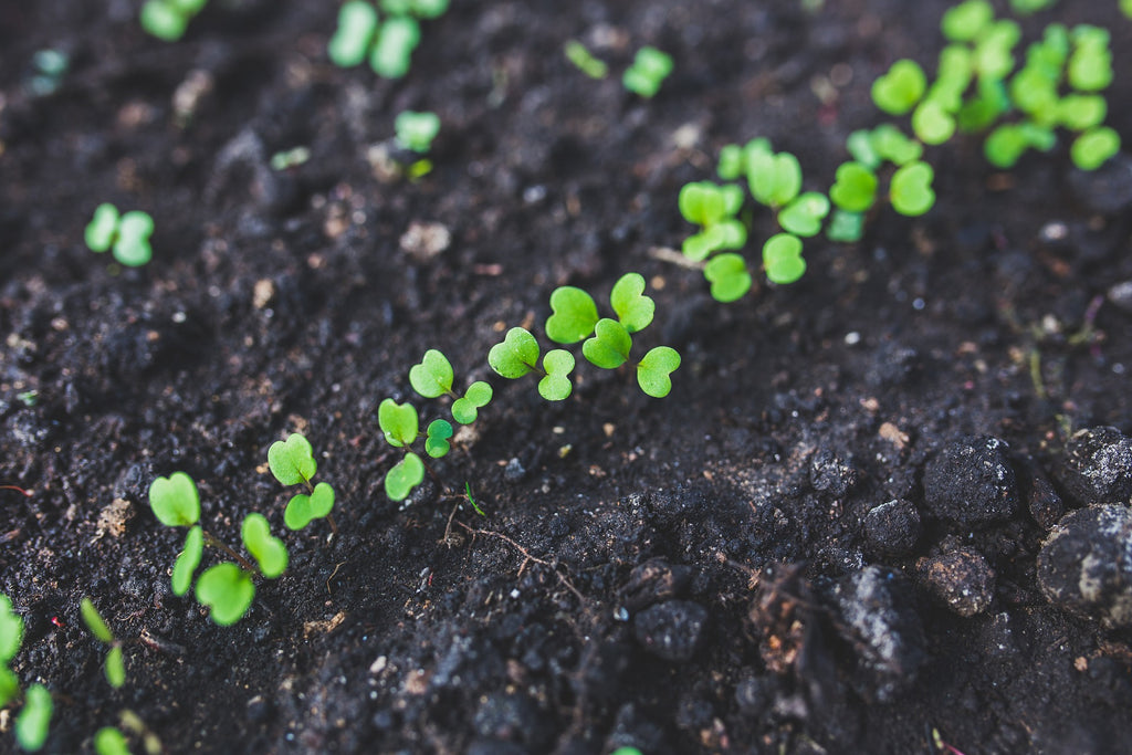 arugula sprouting