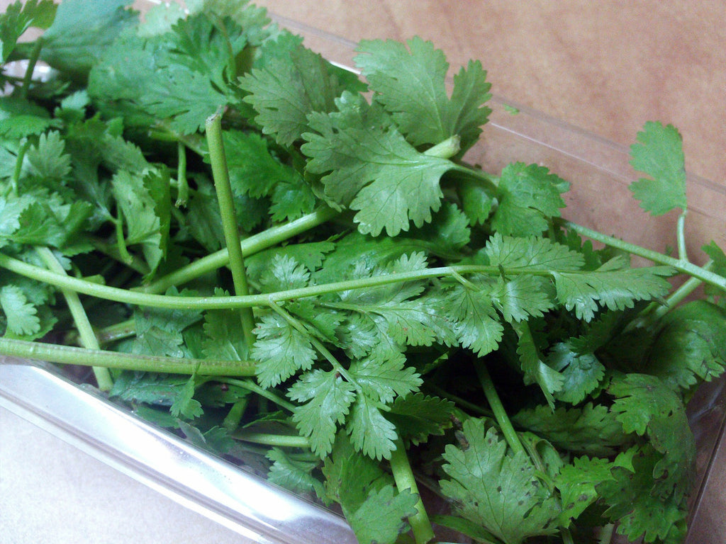 cilantro storing