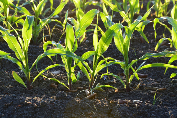 corn garden