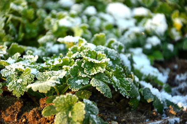 garden frost