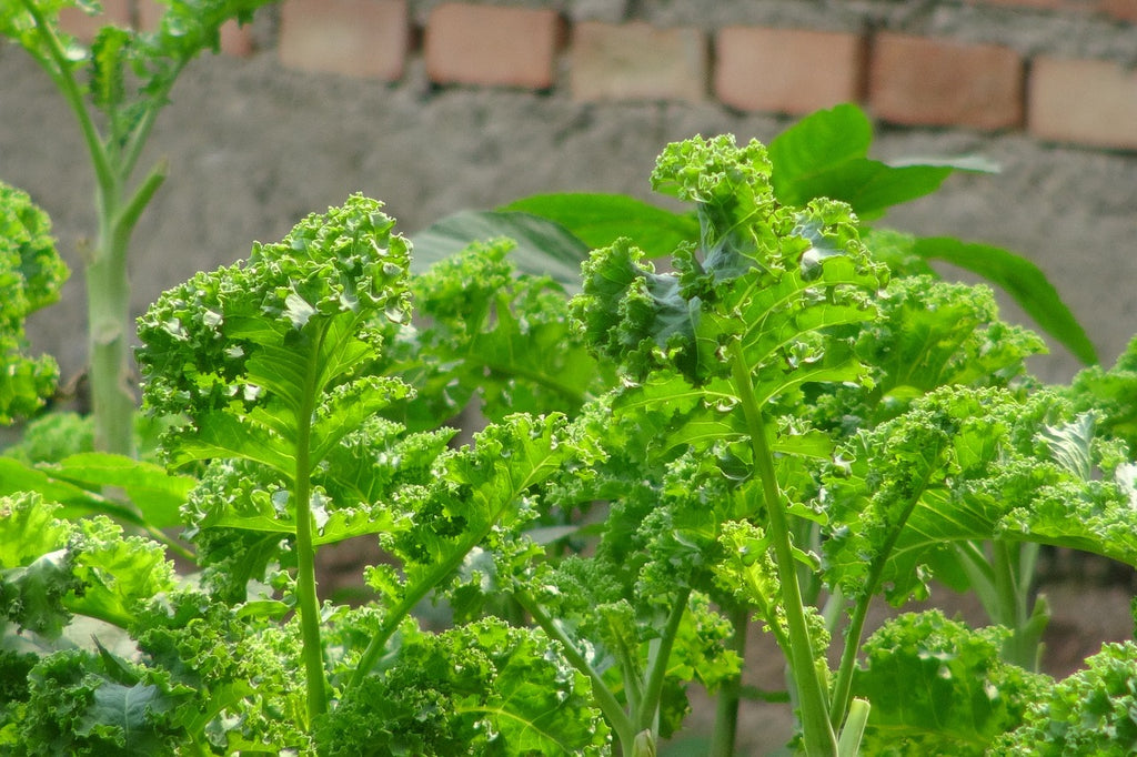 kale garden