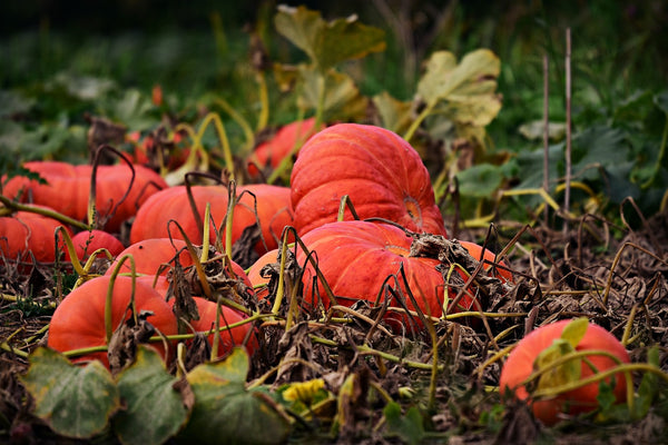 pumpkins