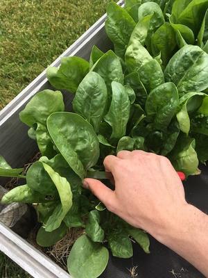 spinach harvesting
