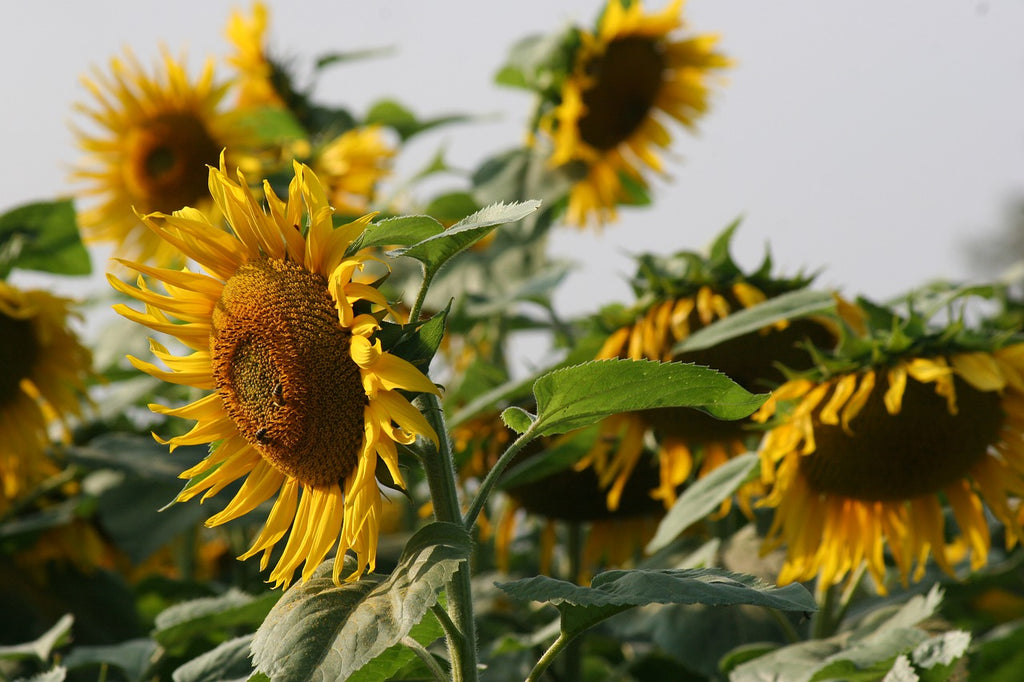 sunflower garden