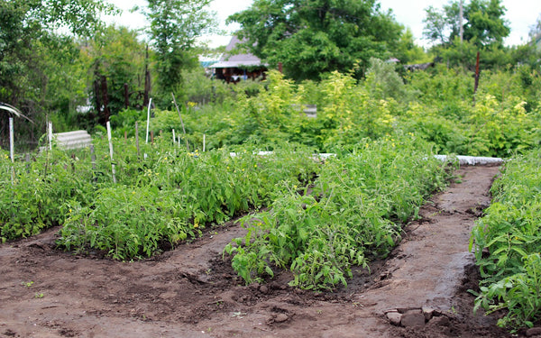 veggie garden