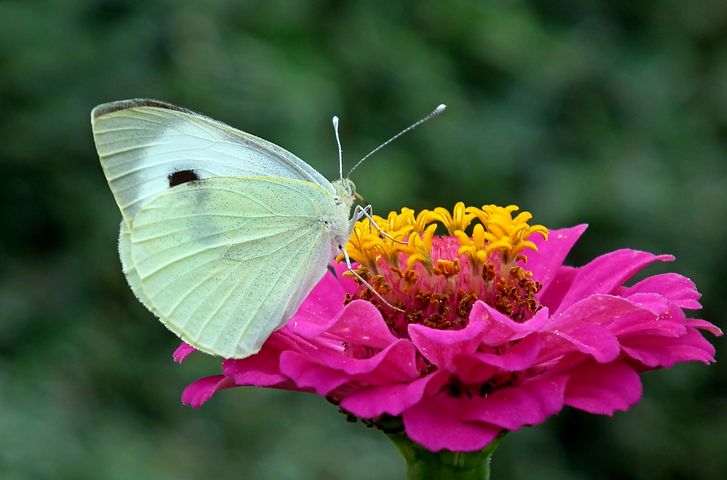 zinnia butterfly