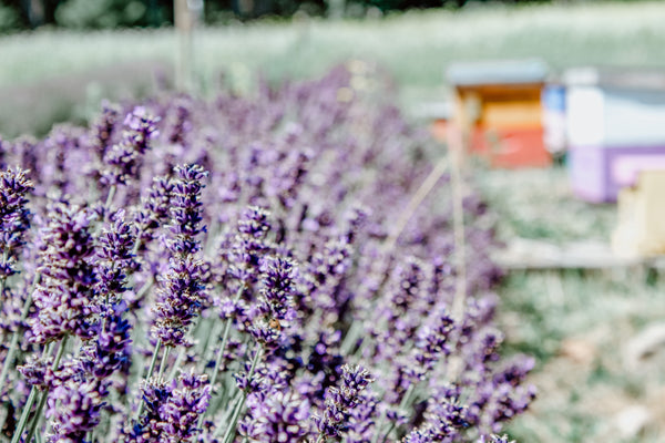 Bee friendly flowers - lavender