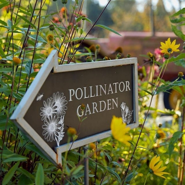 Support pollinators with wildflowers