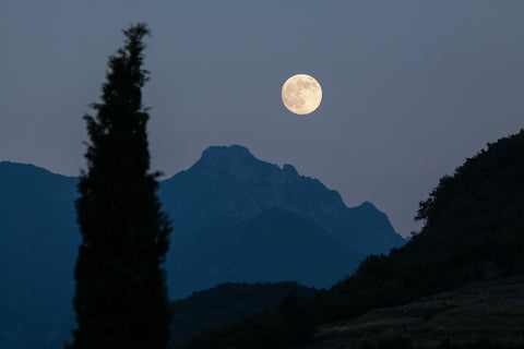 moon and trees