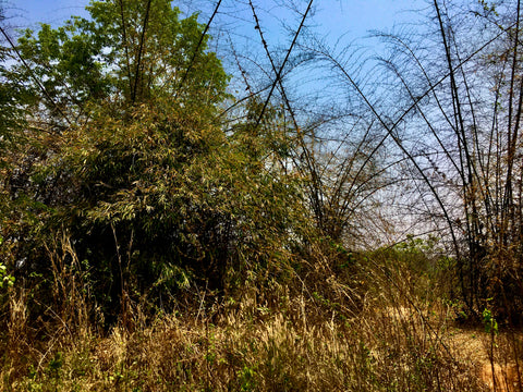 Bamboo forests in Rakua, Jharkhand