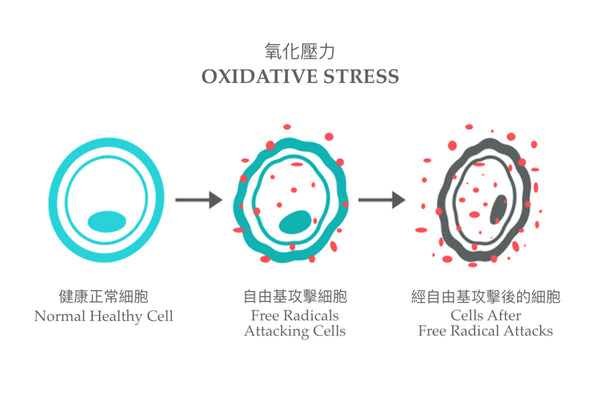 Oxidative Stress | Ambrosia | Hong Kong