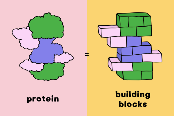 bloques de proteína