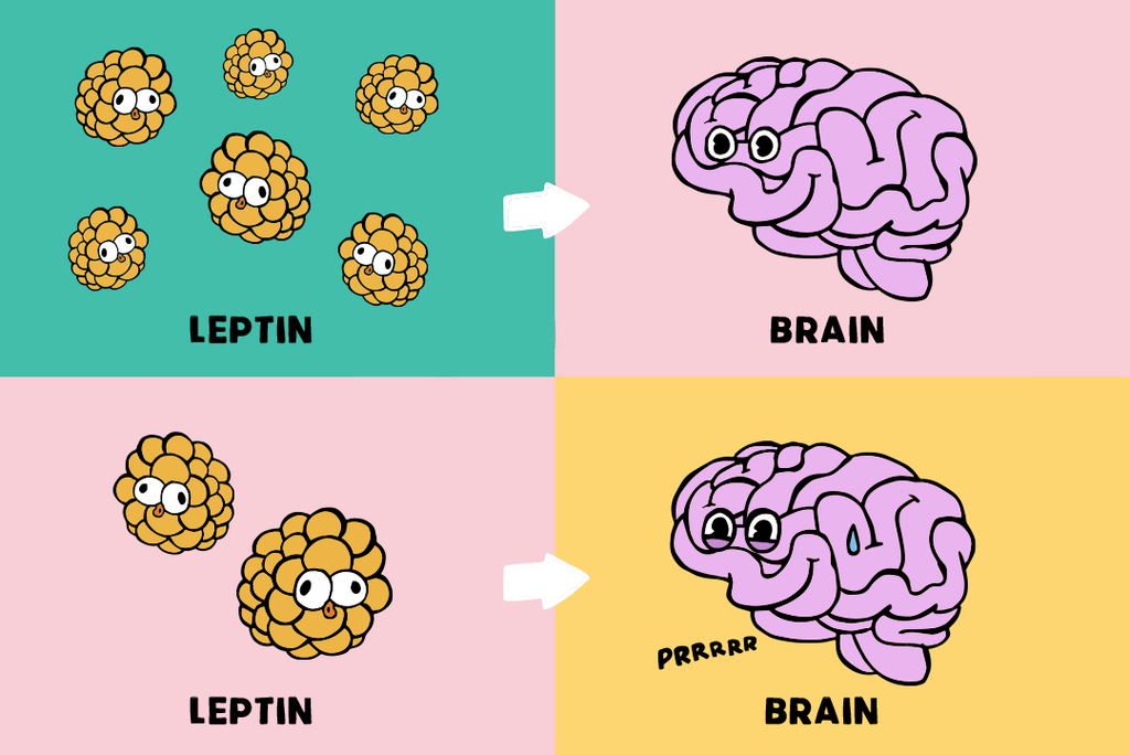 decrease in leptin triggers feeling hungry